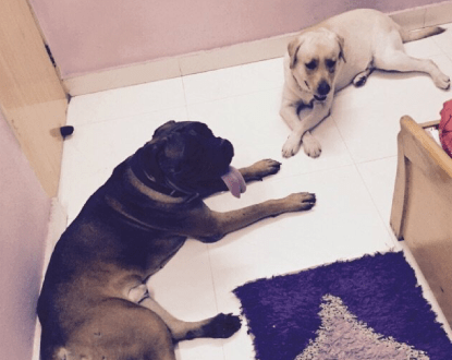 DOG BOARDING