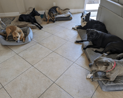 DOG TRAINING