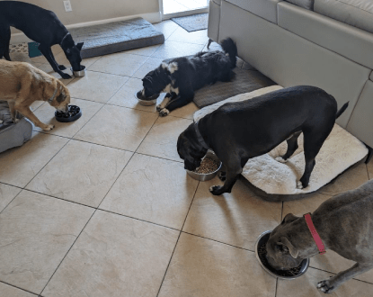 DOG DAY CARE